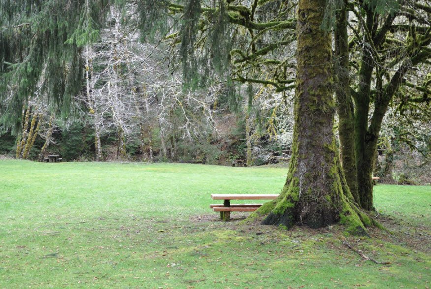 H.b. Van Duzer Forest State Scenic Corridor, Oregon, USA